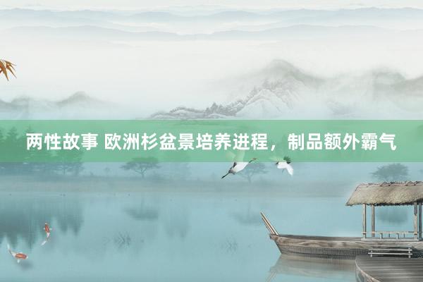 两性故事 欧洲杉盆景培养进程，制品额外霸气